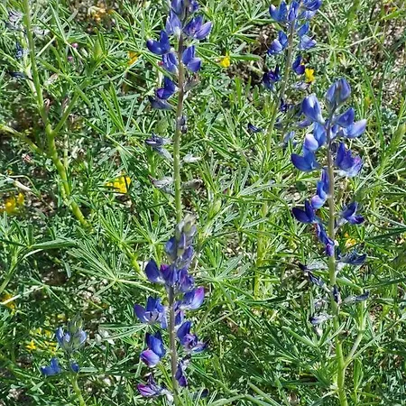 Alloggio Apartment *