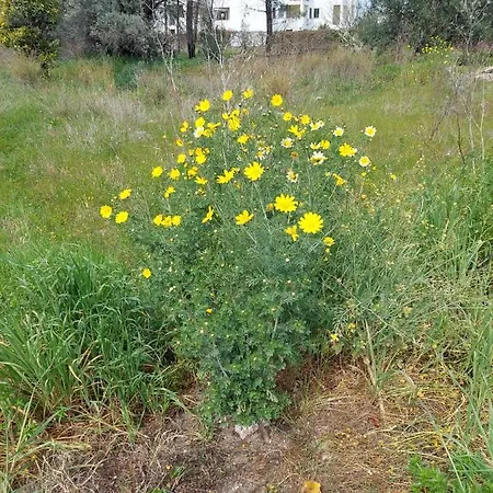 Apartment Alloggio Isca sullo Ionio