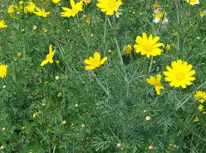 Alloggio Apartamento