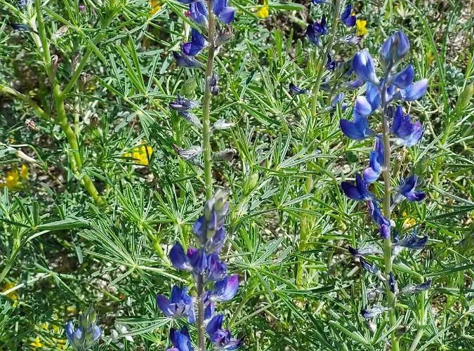 Alloggio Apartamento *